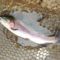 ルアー＆フライで楽しめました